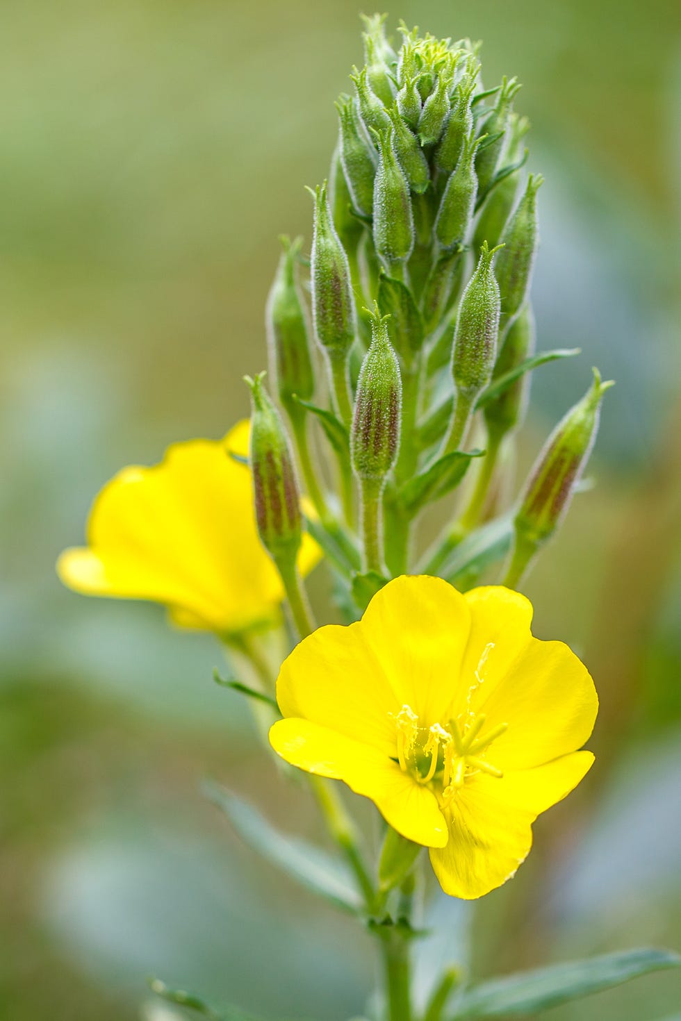 10 Flowers That Bloom at Night