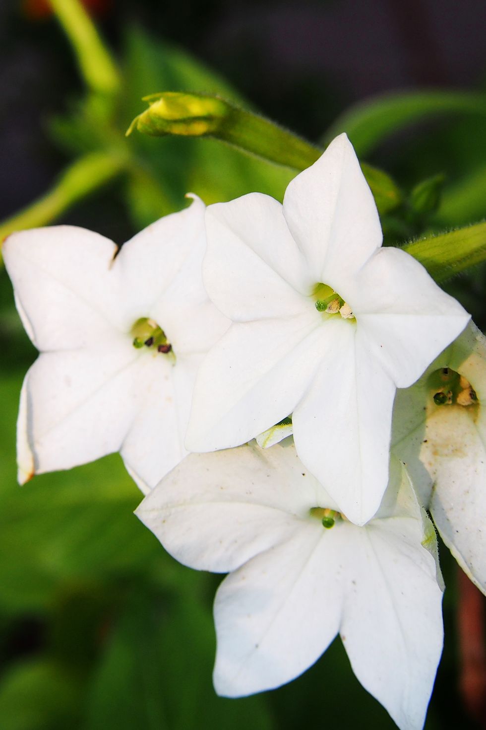 11 Fragrant Night Blooming Flowers - Best Flowers That Only Bloom at Night