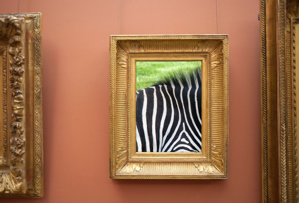 framed photograph of detail of zebra