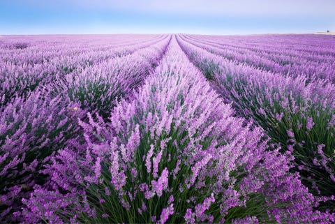 france, provence, lavender fields