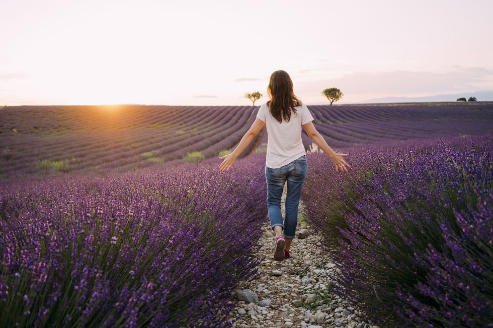 france, valensole, back view of woman walking between blossoms of lavender field at sunset
