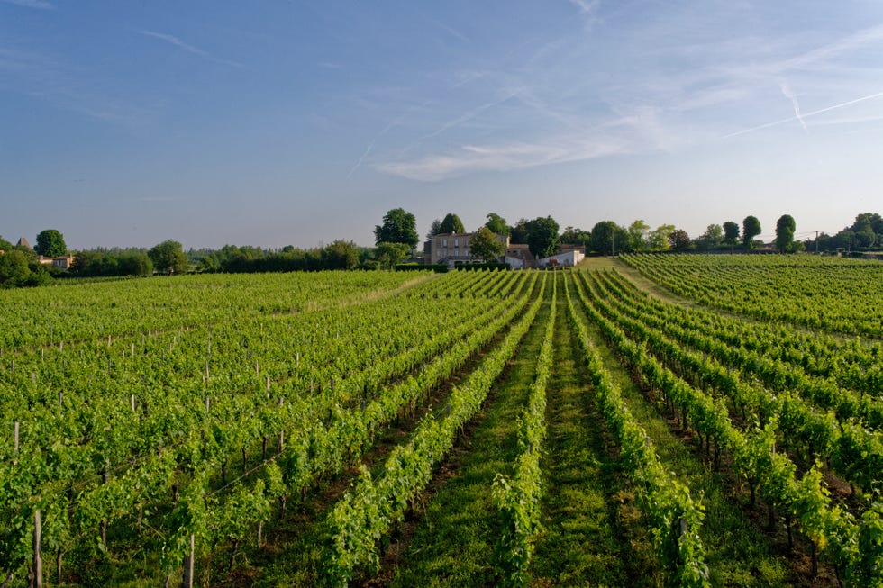a field of green crops