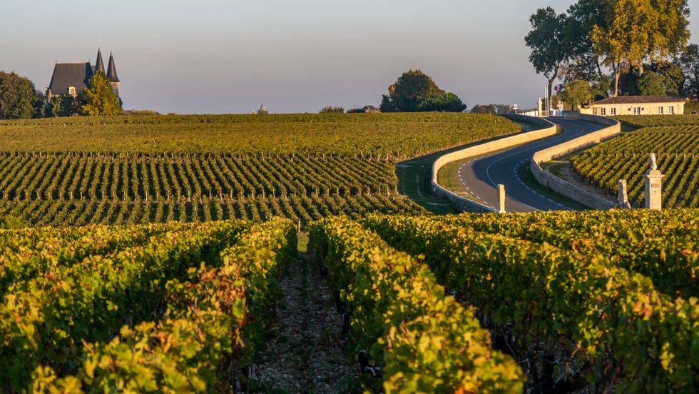 route des chateaux, vineyard in medoc, amous wine estate of bordeaux wine, gironde, france