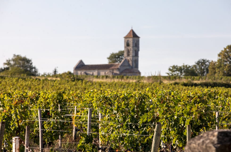 ripe red merlot grapes on rows of vines in a vienyard before the wine harvest in saint emilion region france