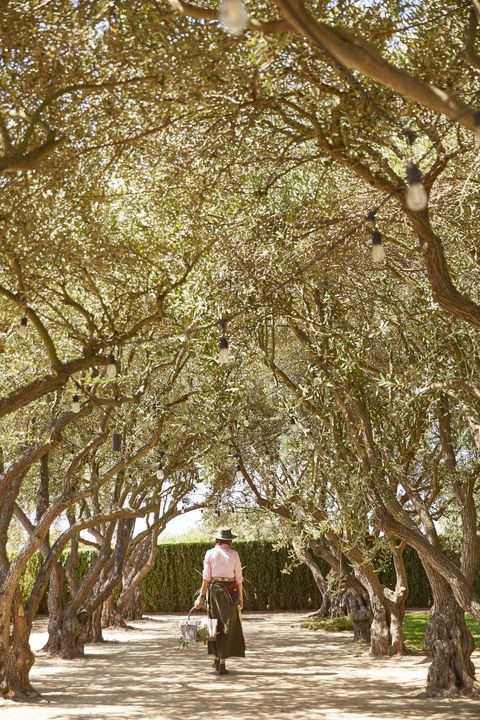 a woman walks beneath an allee of olive trees in california