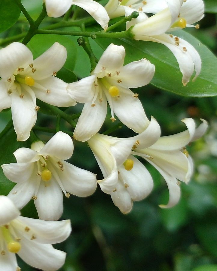 a close up of white jasmine flowers in fragrant flower post