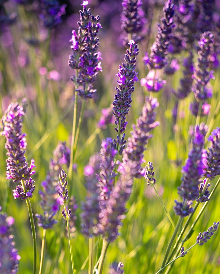 fragrant flowers with purple lavender blossoms in a field