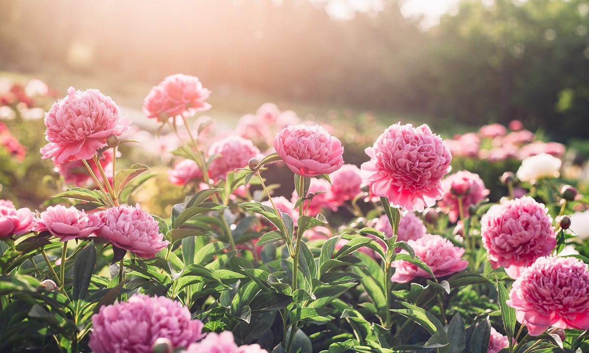 Lovely Pastel Bouquet of Fragrant Blooms