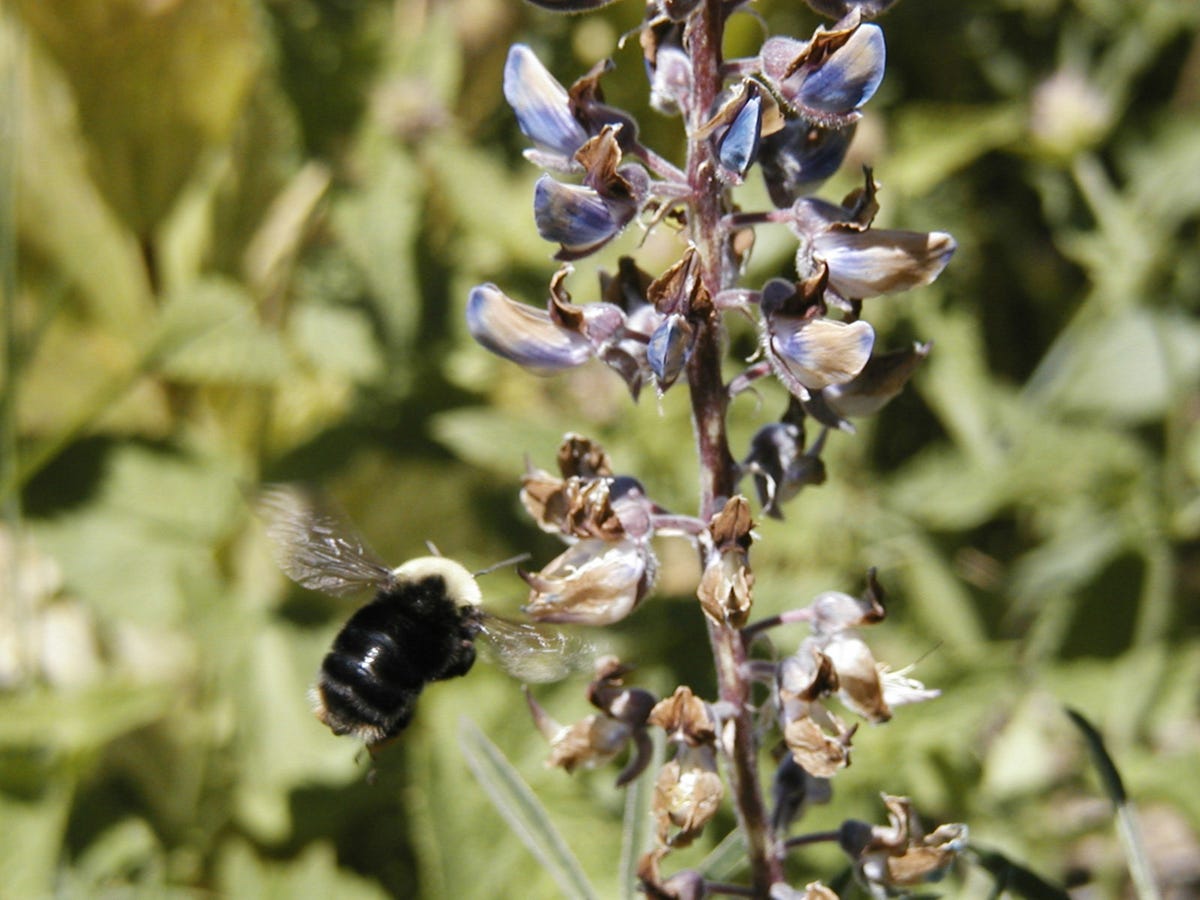 Een bombus franklini verzamelt op een van de zeldzame fotos van de diersoort stuifmeel van een lupine op Mount Ashland in het zuiden van de staat Oregon in 2000 De soort die alleen wordt aangetroffen rond de grens van de staten Oregon en Californi heeft een van de kleinste leefgebieden van alle bijen en hommels