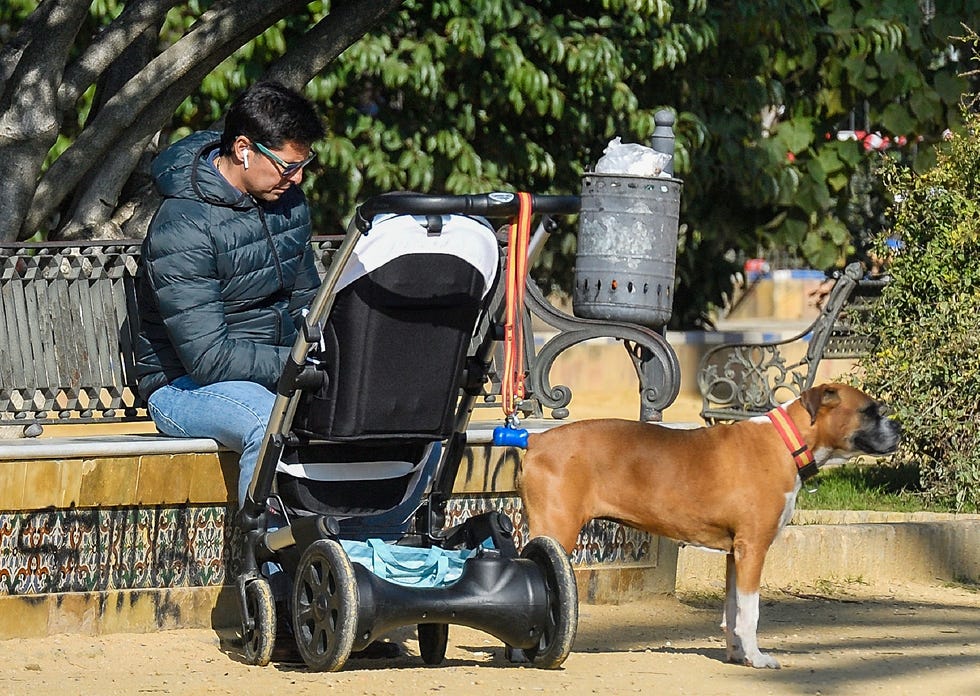 Dog, Canidae, Mode of transport, Dog breed, Companion dog, Carnivore, Vehicle, Fawn, Sitting, 