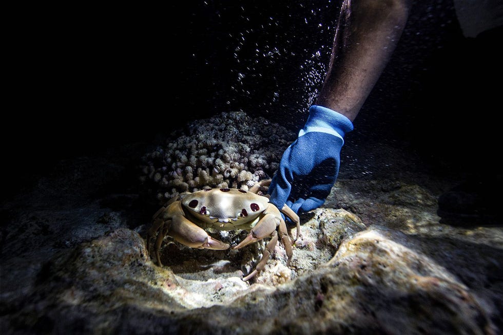 Ook s nachts is de zee ruig en houden de kreeften zich schuil Alleen deze krab duikt op in de vangst