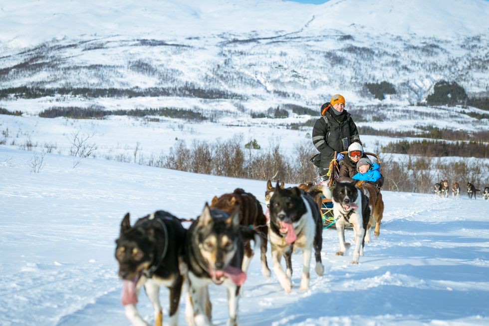a group of dogs pulling a sled in the snow