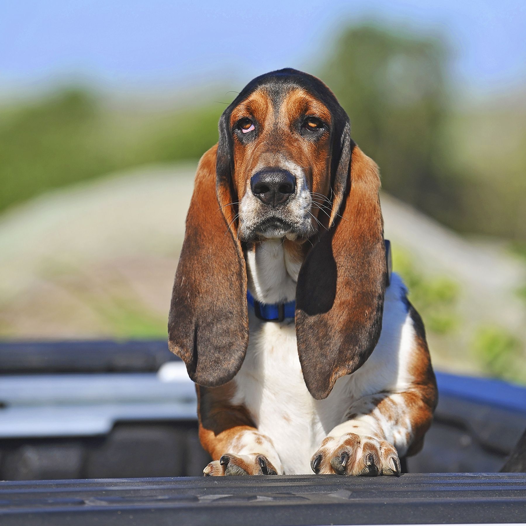 which basset hound of ree drummond