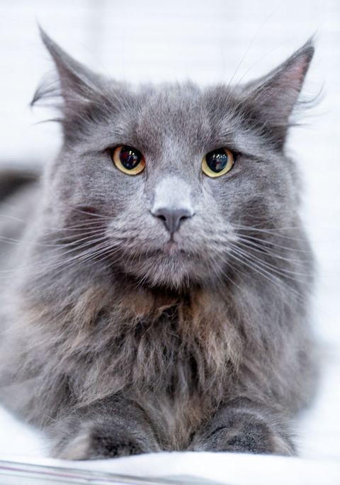 grey cat breeds norwegian forest