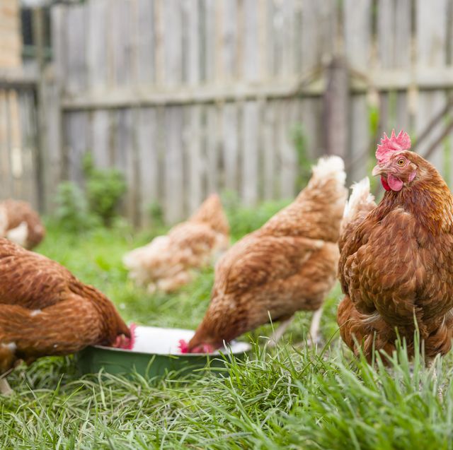 free range chickens in a uk garden