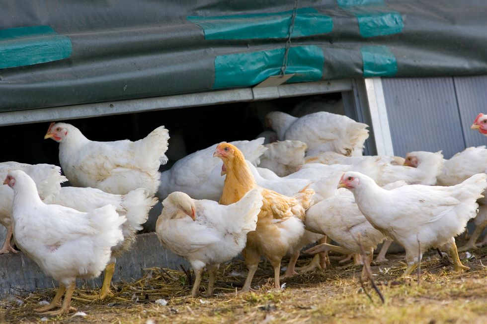 organic free range chickens, uk