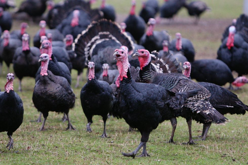 demand increases for organic turkey during festive season