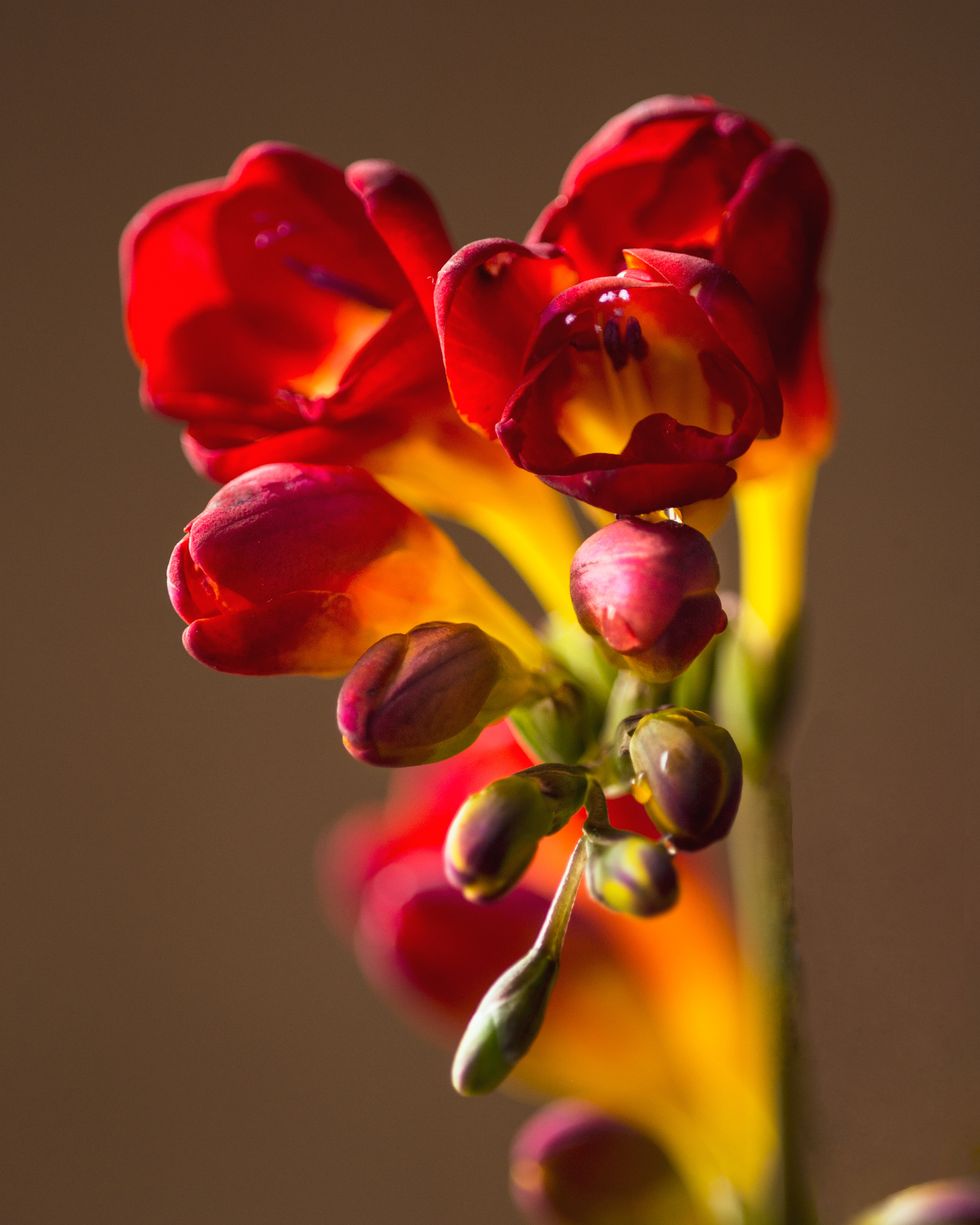 freesia plant and red flowers with beautiful spring bud