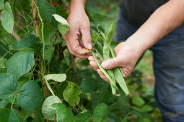freeze runner beans