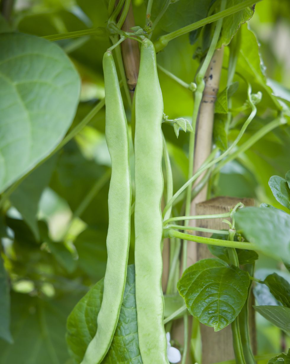 easiest vegetables to grow beans
