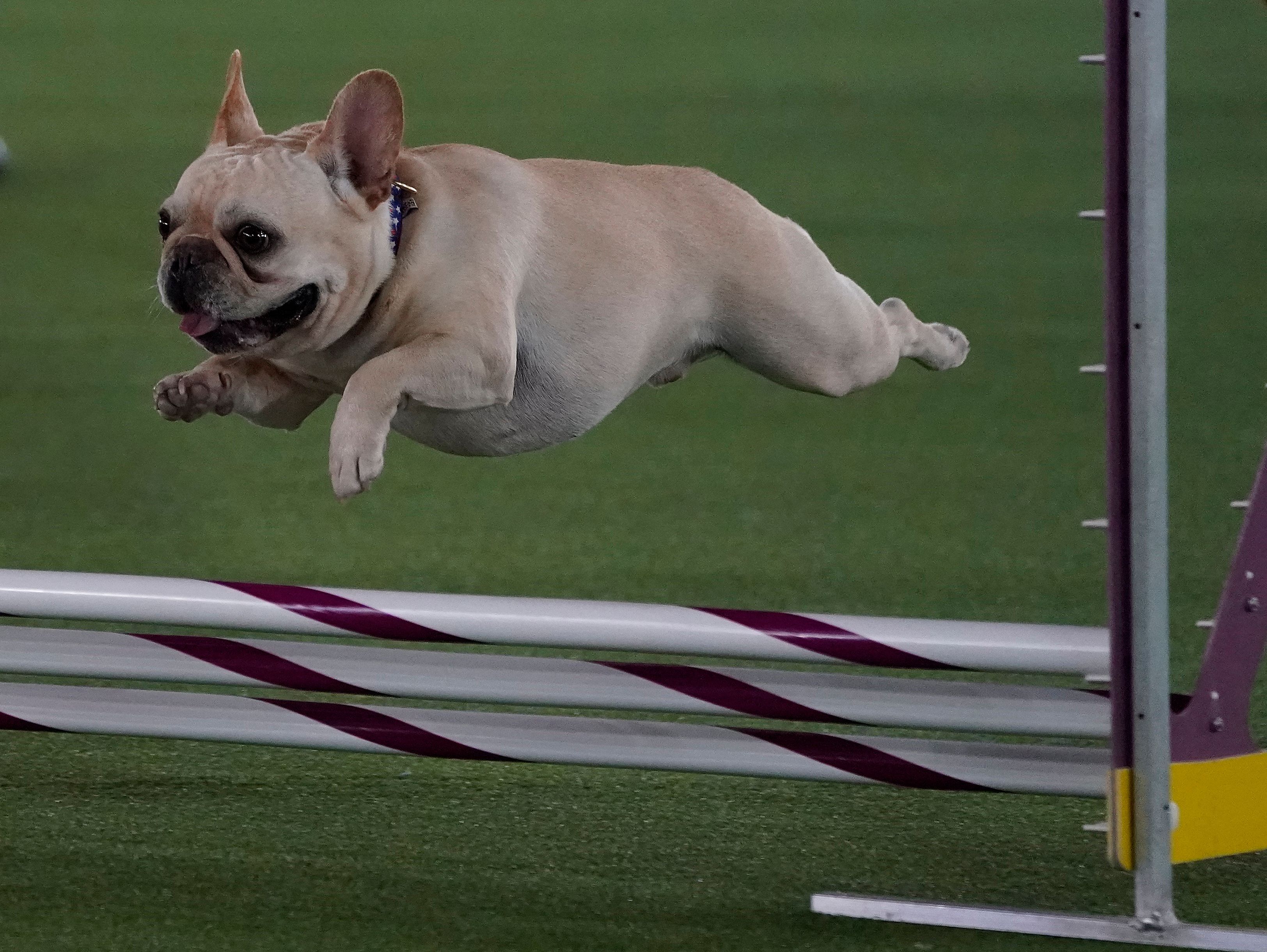 Bulldog store westminster agility