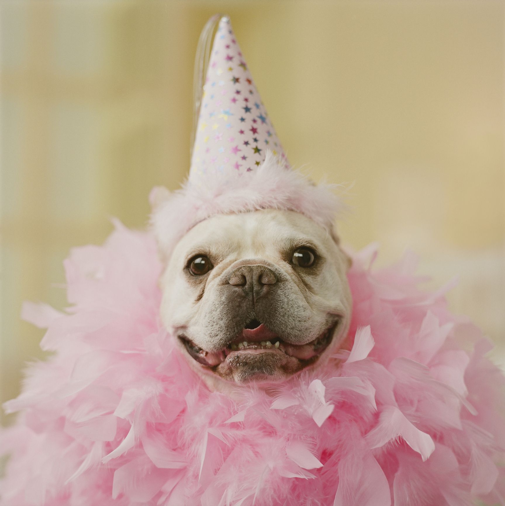 french bulldog in party hat and feathers