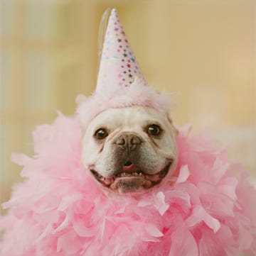 french bull dog wearing party hat and feathers