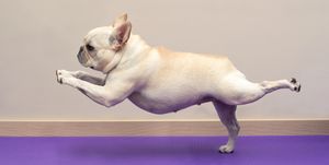 French Bulldog in Yoga Pose - Warrior 3