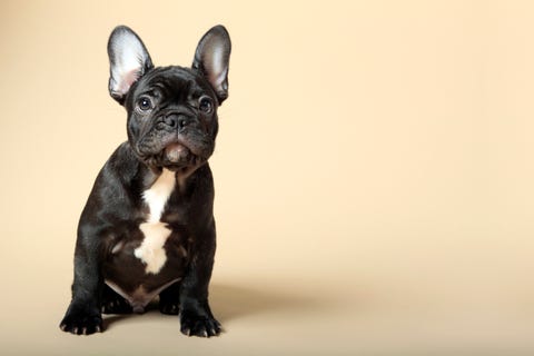French Bulldog Puppy