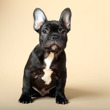 French Bulldog Puppy French Bulldog Puppy
