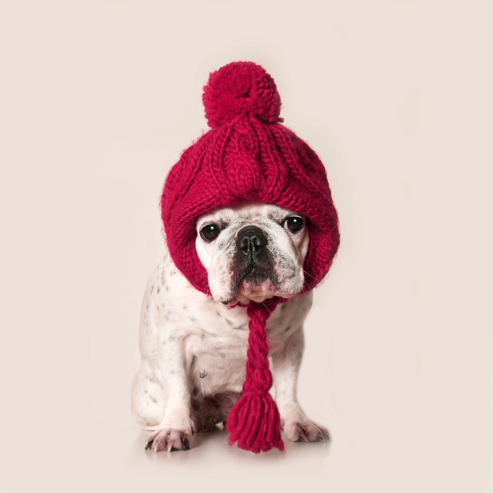 French bulldog