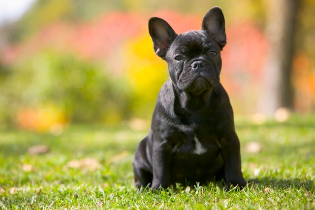 Flat Faced Dogs at Risk of Going Blind From Over Breeding