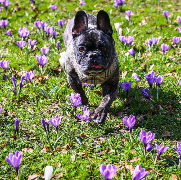types of bulldogs french bulldog wearing plaid vest and running in a meadow
