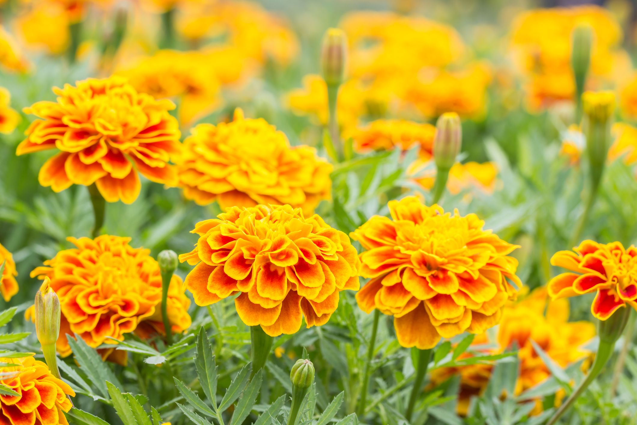 Orange marigold flowers top view Field with  Stock Photo 87675722   PIXTA