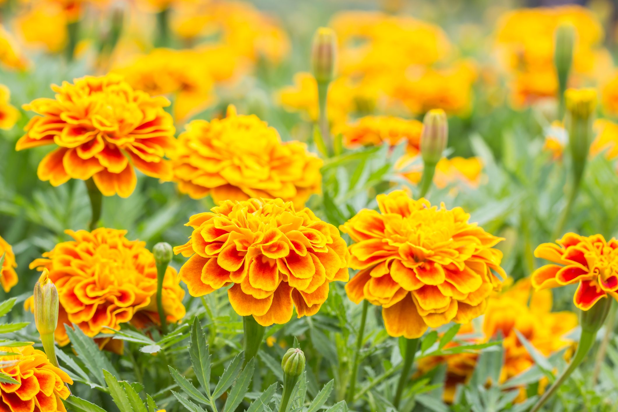 French Marigold Plant