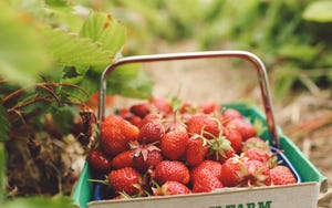 una cesta llena de fresas en el campo