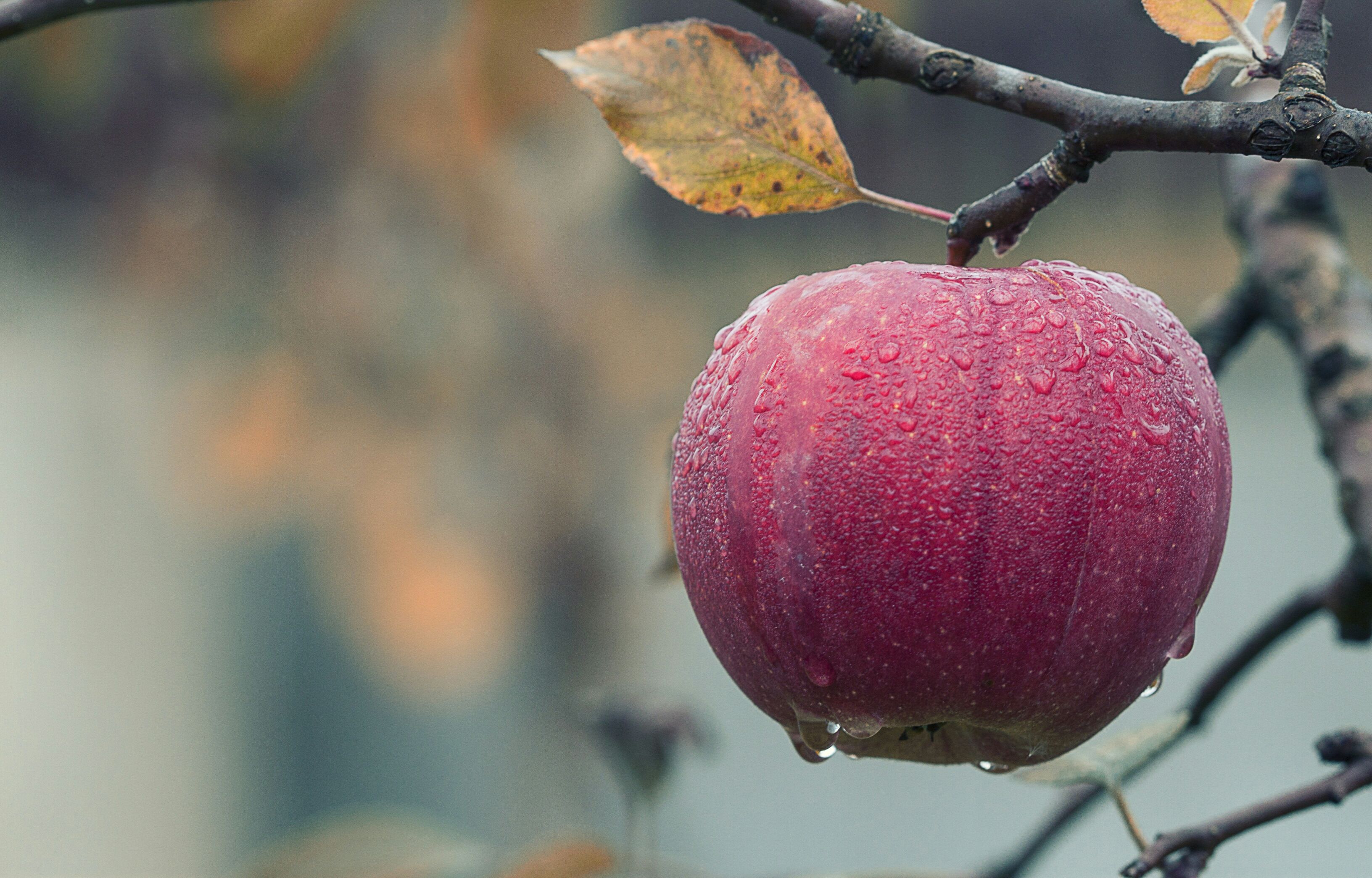 How Different Types of Apples Got Their Names
