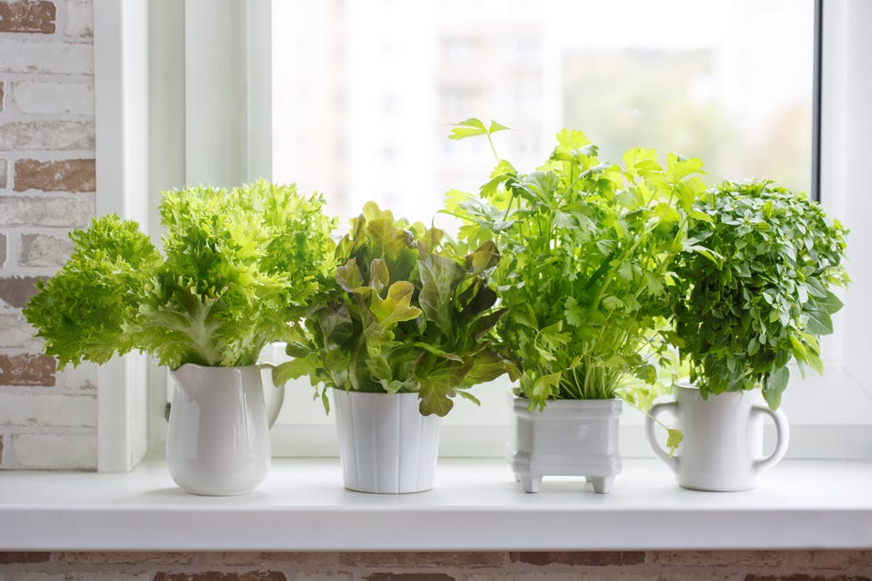 fresh aromatic culinary herbs in white pots on windowsill lettuce, leaf celery and small leaved basil kitchen garden of herbs