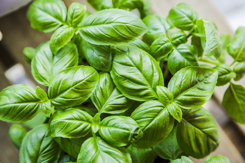 how to grow herbs basil