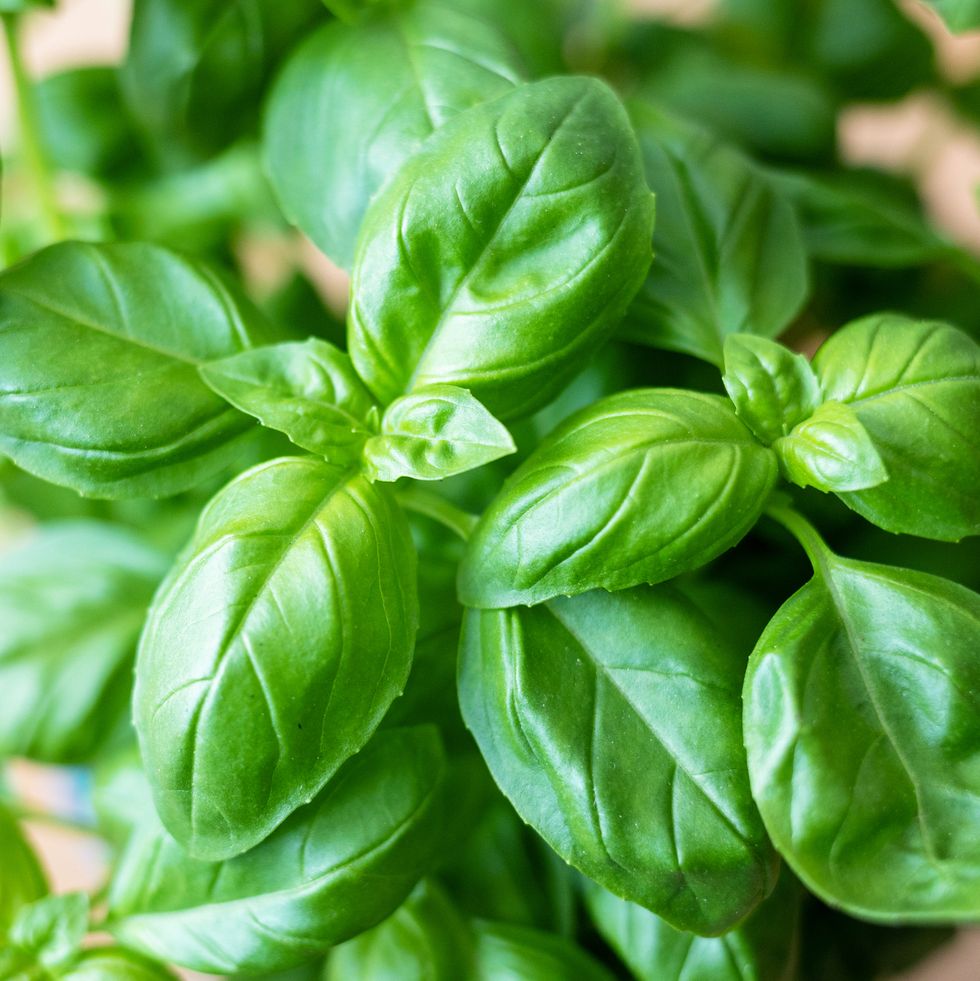 fresh basil