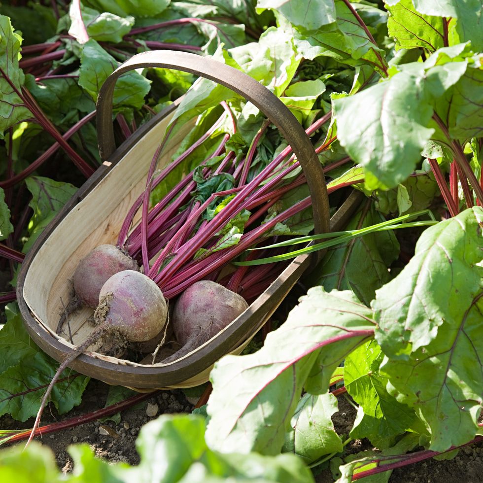 fresh beetroot in basket