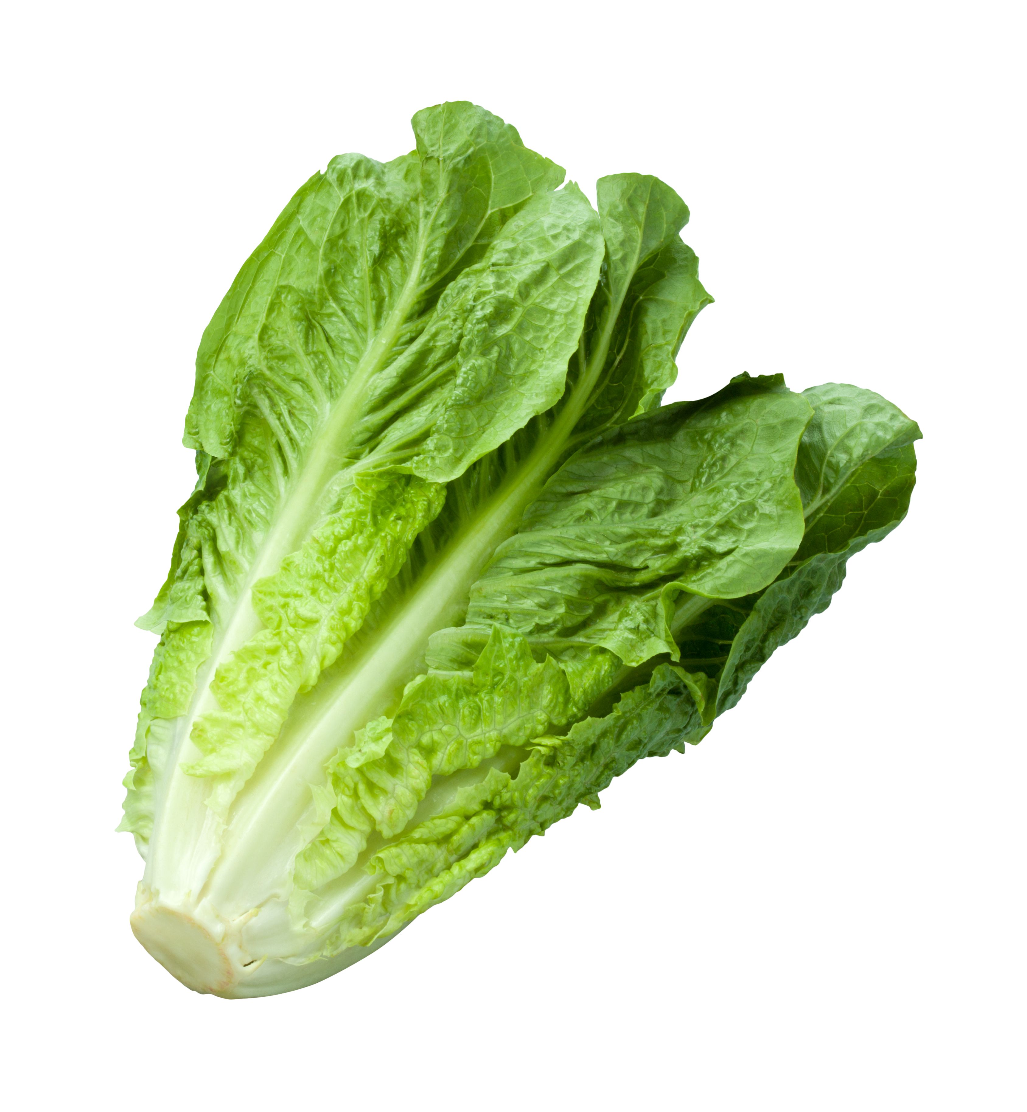 Different Types of Lettuce and Their Incredible Benefits • 7ESL