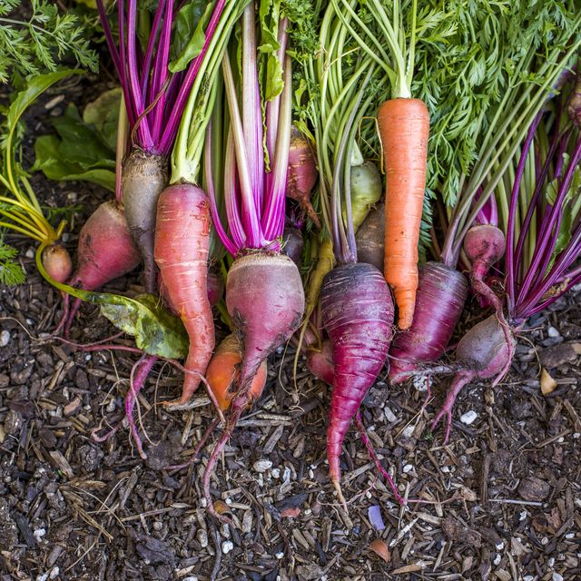 fresh carrots in garden