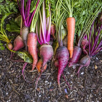 fresh carrots in garden