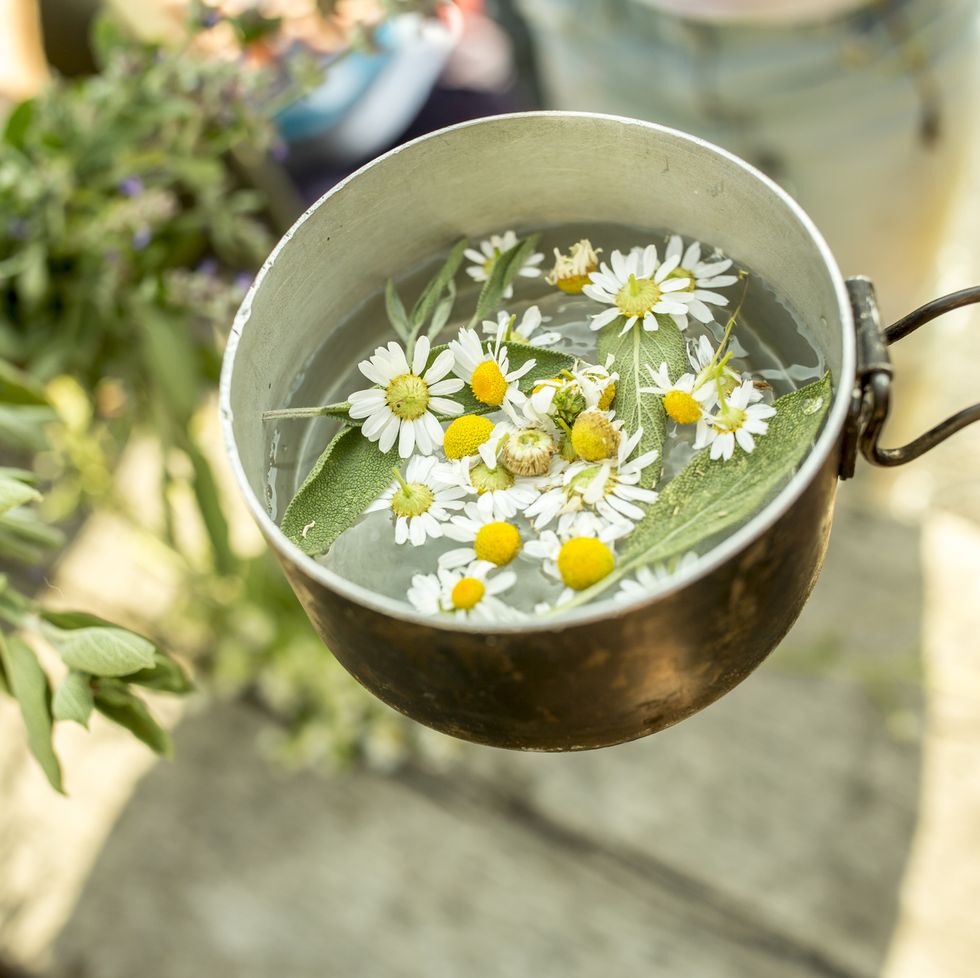 chamomile in pot herbal infusion best house plant for scent gardening