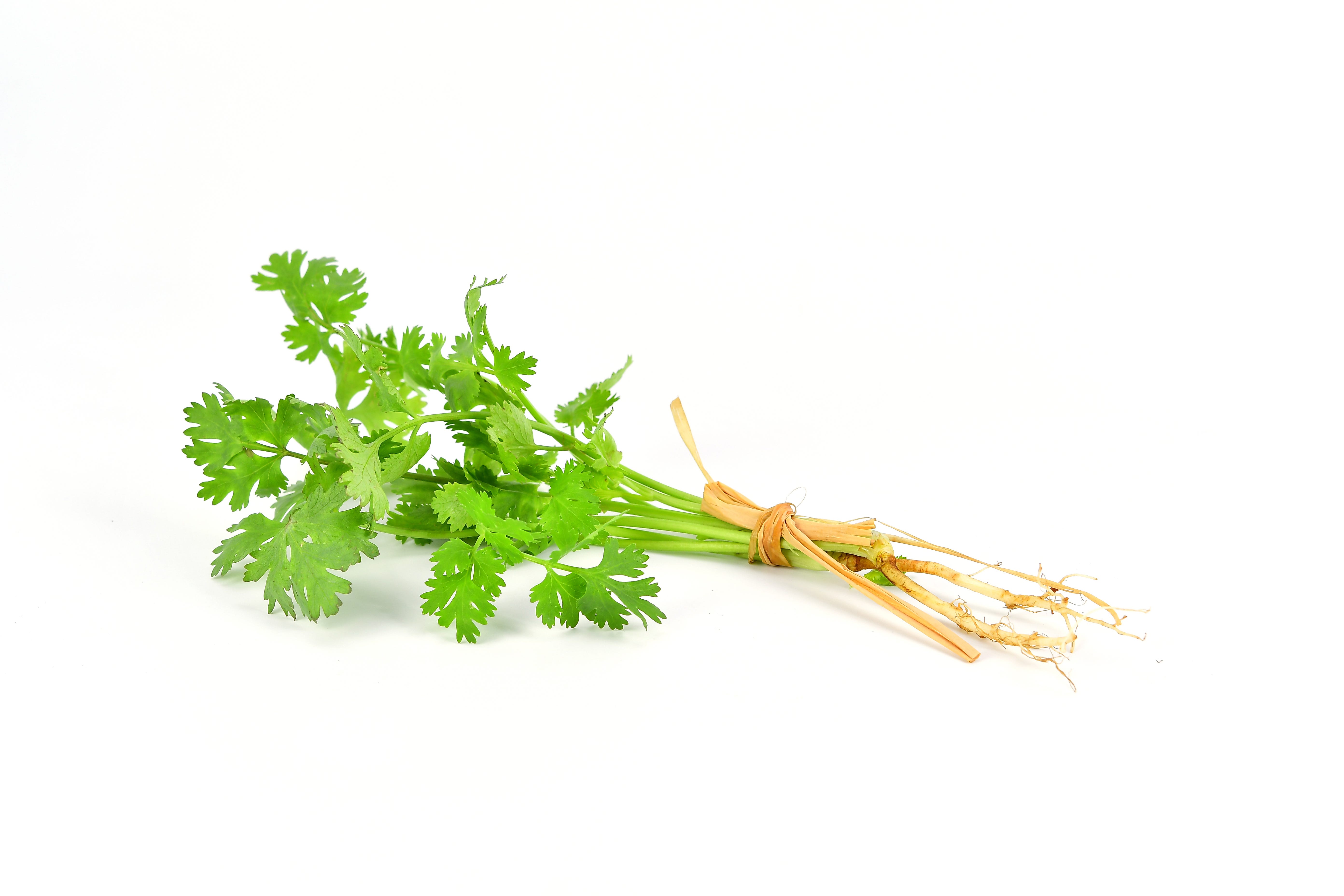 fresh coriander plant herb used to ingredient in asian cooking isolated over white background