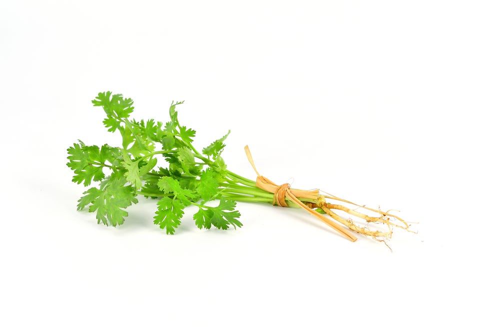 fresh coriander plant herb used to ingredient in asian cooking isolated over white background