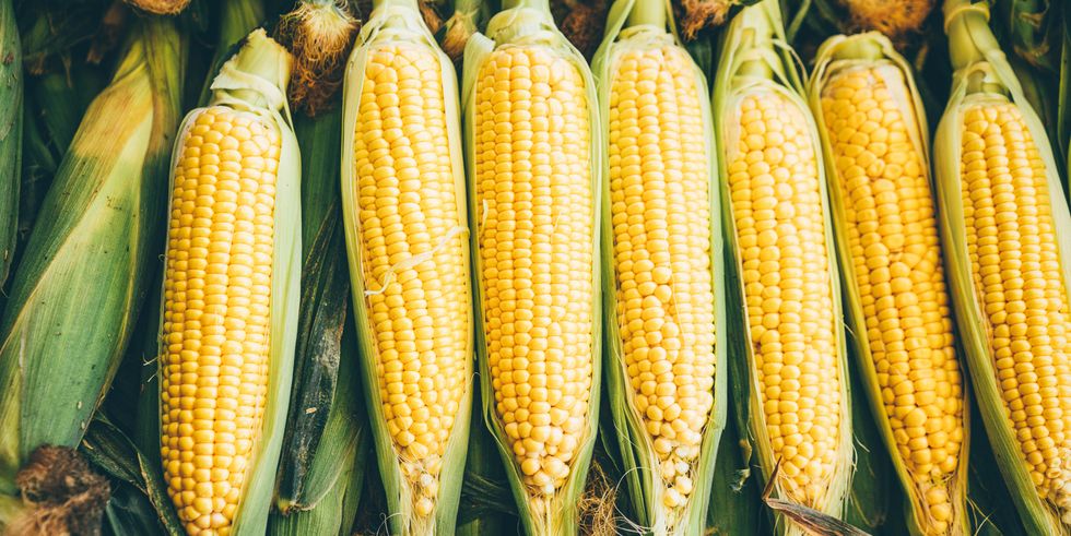 fresh corn cob