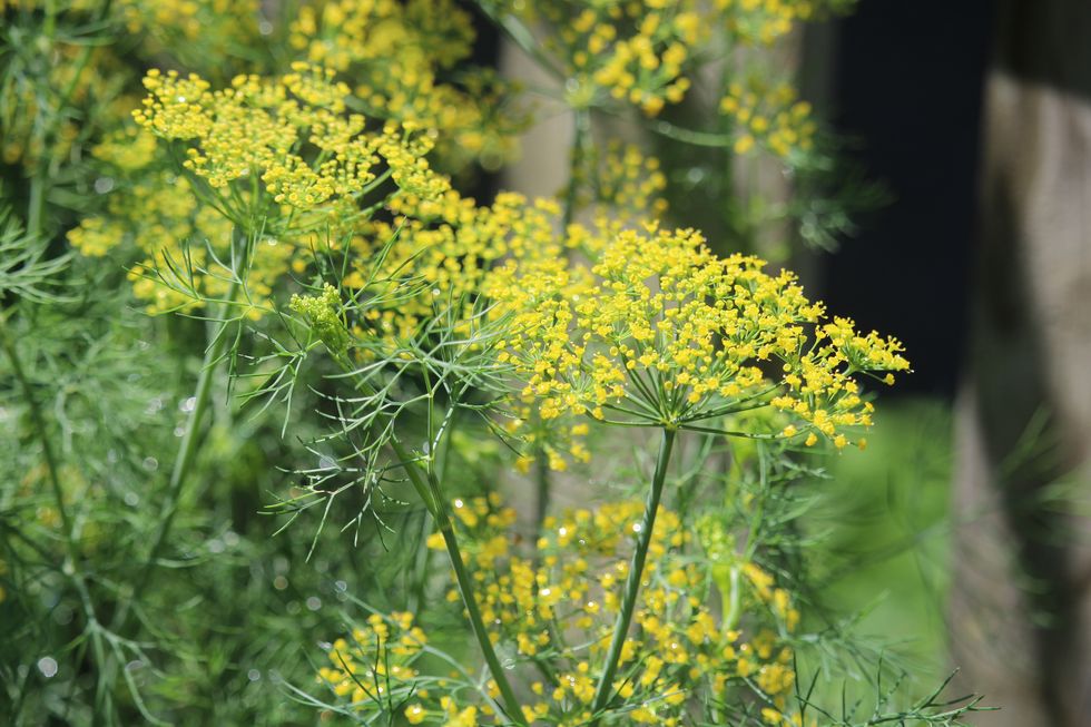 how to grow dill