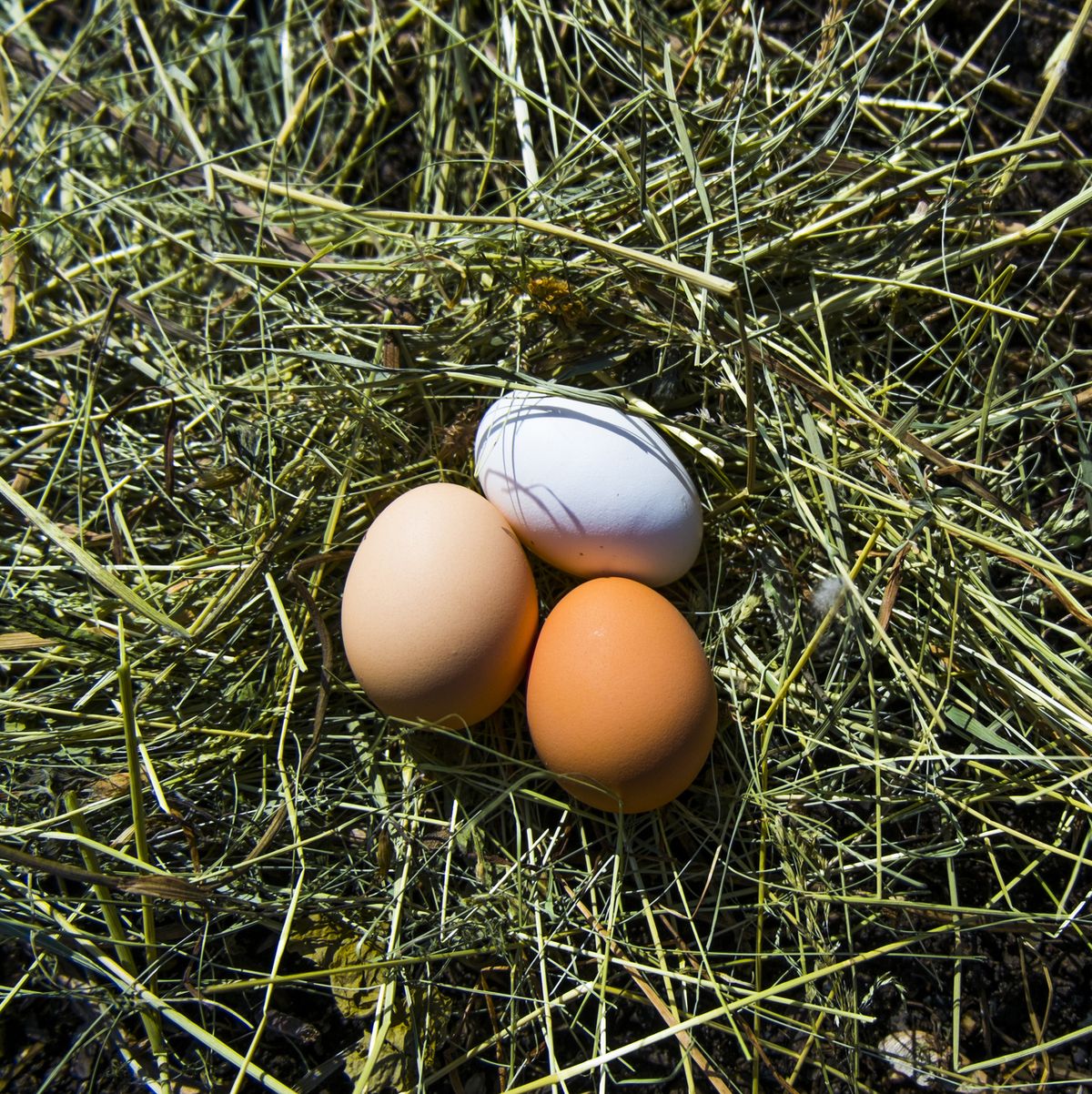 Fresh eggs on hay